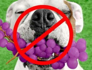 dog eating grapes