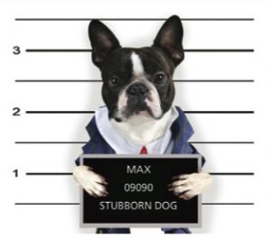 dog obedience training, Stubborn Dog?