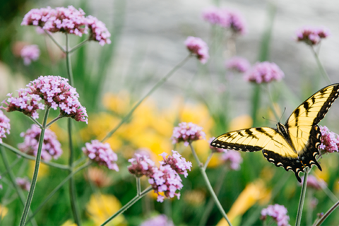  The Joys of Spring / By: Angela Bozorth