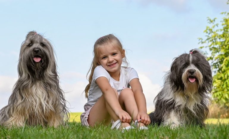  Summer Pet Shedding: Why Your House Is Covered in Fur (and What to Do About It)